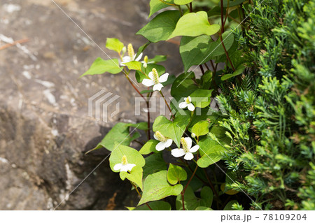 埼玉県所沢市　航空記念公園　日本庭園　ドクダミ 78109204