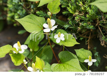 埼玉県所沢市　航空記念公園　日本庭園　ドクダミ 78109207