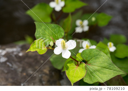 埼玉県所沢市 航空記念公園 日本庭園 ドクダミ 埼玉県所沢市 航空記念公園 日本庭園 ドクダミ 78109210