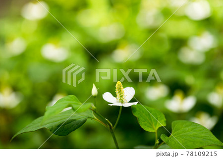 埼玉県所沢市 航空記念公園 日本庭園 ドクダミ 埼玉県所沢市 航空記念公園 日本庭園 ドクダミ 78109215