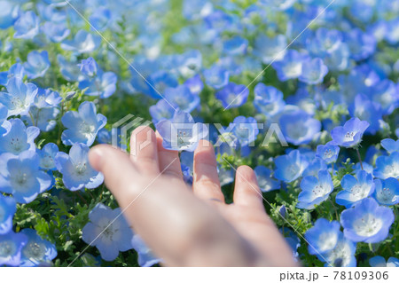 ネモフィラに手を伸ばす 78109306