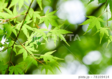 背景素材（青もみじ） 78109414