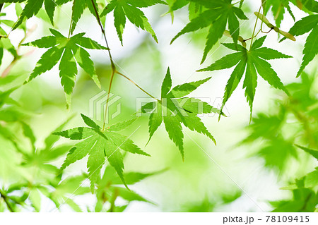 背景素材(青もみじ) 背景素材(青もみじ) 78109415
