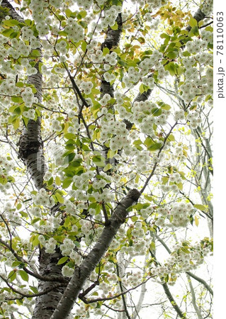 森町オニウシ公園に咲く桜、オニウシ水晶 78110063