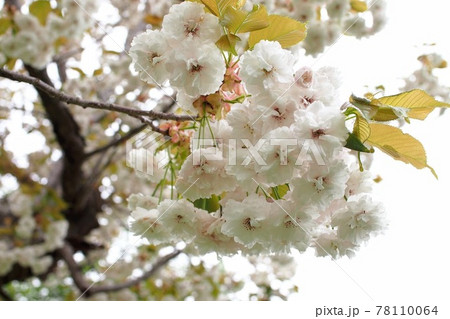 森町オニウシ公園に咲く、オニウシ水晶の花 78110064