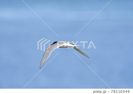 Sandwich Tern in flight, Patagonia Argentina. 78110349