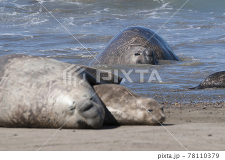 Elephant seal family, Peninsula Valdes, Patagonia, Argentina 78110379