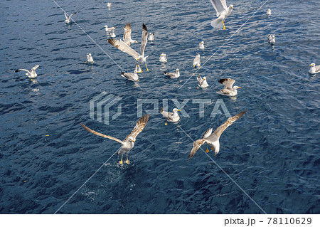 Seagulls fighting for bread pieces being thrown into the sea. Flock of seagulls flying over on the seashore, close up photo of the seagull. Seagulls fighting for bread pieces being thrown into the sea. Flock of seagulls flying over on the seashore, close up photo of the seagull. 78110629