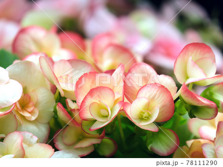 Beautiful pink flowers Begonia (Latin - Begonia) 78111290