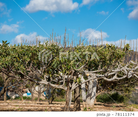 Loquat tree 78111374