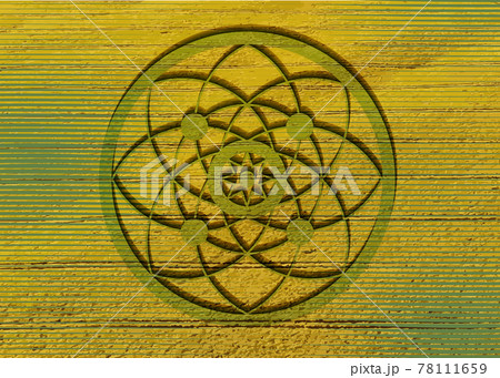 crop circles on green grass, sacred geometry, esoteric Flower of Life, vector mystical sign isolated on green and yellow background 78111659