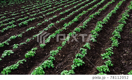 Potato farm with rows of green potato plants 78112052