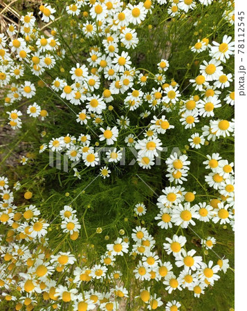 夏が来る 華やかに白い花が咲く 夏が来る 華やかに白い花が咲く 78112545