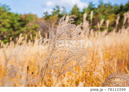 浅間山麓のリゾート地　北軽井沢の秋　紅葉の浅間牧場　ススキ 78113399