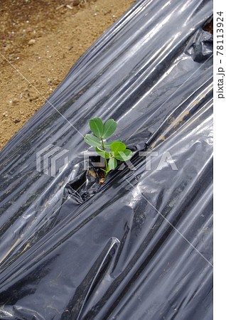 種まきから3週間目の落花生(家庭菜園) 撮影場所:神奈川県大和市 種まきから3週間目の落花生(家庭菜園) 撮影場所:神奈川県大和市 78113924