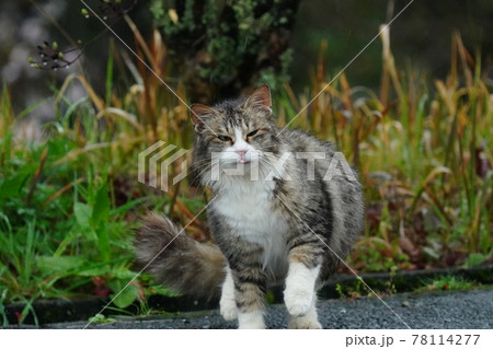 天気が悪くてもエサやりオジサンを待つ可愛い野良猫のメス 78114277