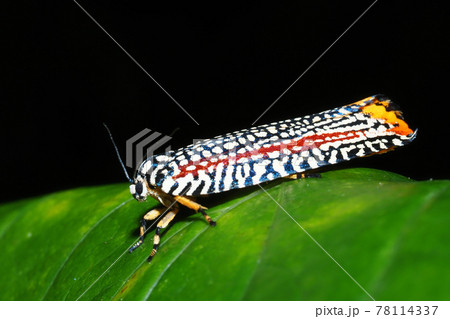 ビロードハマキ 78114337