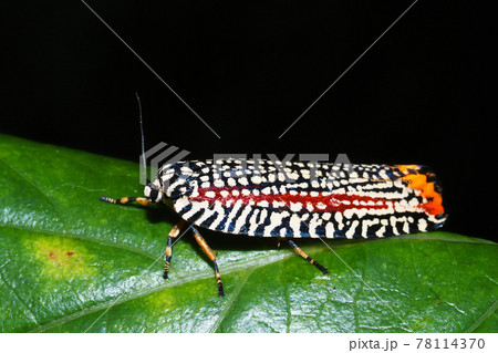 ビロードハマキ 78114370