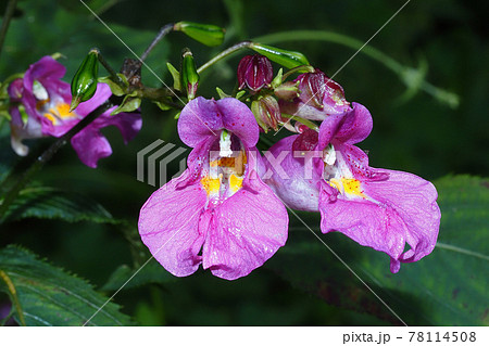 ツリフネソウの花 ツリフネソウの花 78114508