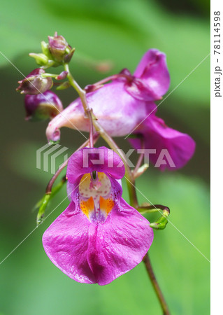 ツリフネソウの花 ツリフネソウの花 78114598