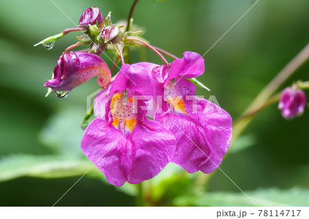 ツリフネソウの花 ツリフネソウの花 78114717