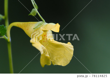 キツリフネソウの花 キツリフネソウの花 78114825