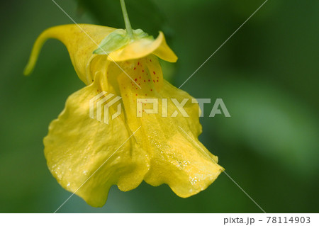 キツリフネソウの花 78114903