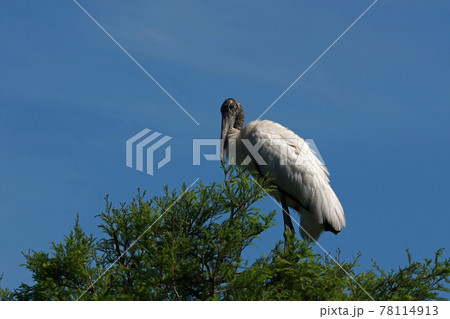 Wood Stork - Mycteria americana - perched atop cypress tree against blue sky. 78114913