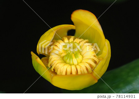 コウホネの花の写真素材