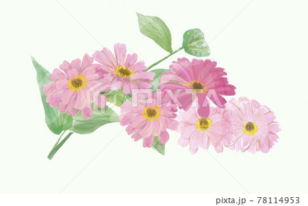 ジニア　百日草 78114953