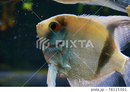 エンゼルフィッシュ 78115301