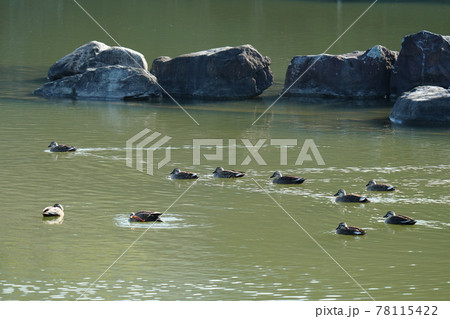 春近い池でコガモが泳ぎ回る 78115422