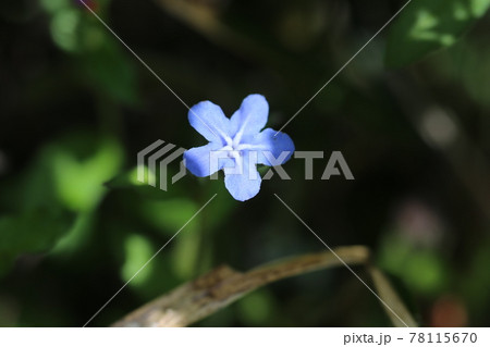 初夏、道端に咲く青い花、ホタルカズラ 78115670