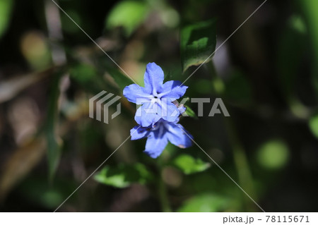 初夏、道端に咲く青い花、ホタルカズラ 初夏、道端に咲く青い花、ホタルカズラ 78115671