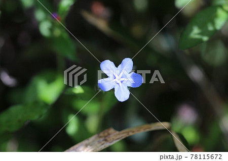 初夏、道端に咲く青い花、ホタルカズラ 78115672