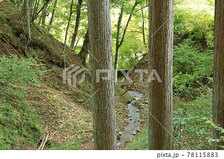 日本の原風景:小川の流れる秋の森林 日本の原風景:小川の流れる秋の森林 78115883