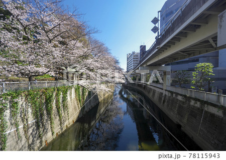 江戸川橋の桜　一休橋から見る下流側の神田川沿いの桜 78115943