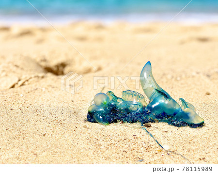ビーチの嫌われ者 ブルーボトル ビーチの嫌われ者 ブルーボトル 78115989