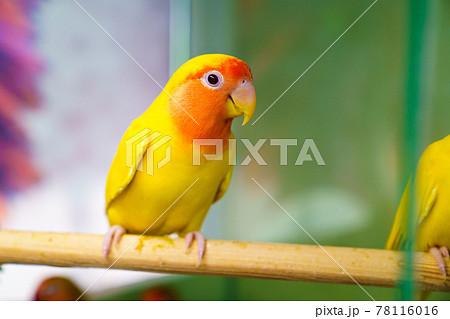 lovebird parrot. bird is inseparable. large, colorful, beautiful parrots.  78116016