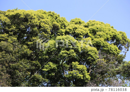 新緑のカシノキ 新緑のカシノキ 78116038