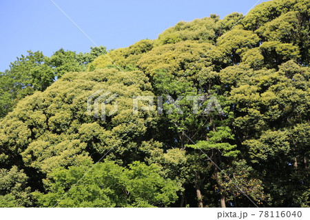 新緑のカシノキ 78116040