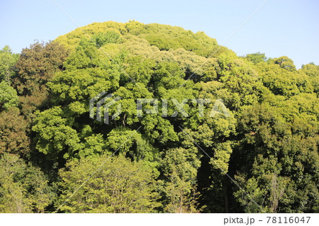 新緑のカシノキ 新緑のカシノキ 78116047