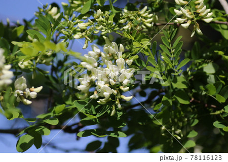 香り立つ、白いハリエンジュの花 香り立つ、白いハリエンジュの花 78116123
