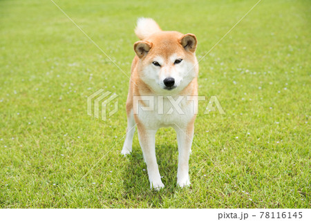 赤毛の柴犬 赤毛の柴犬 78116145