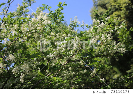 たくさん咲いた、クロミノニシゴリの白い花 たくさん咲いた、クロミノニシゴリの白い花 78116173