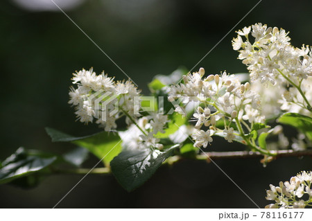たくさん咲いた、クロミノニシゴリの白い花 たくさん咲いた、クロミノニシゴリの白い花 78116177