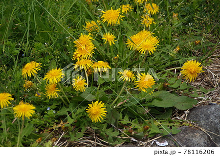 タンポポの花 78116206