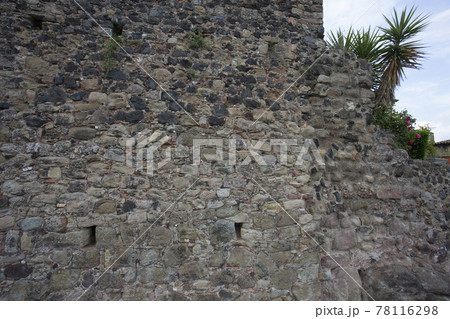 Dracaena palm tree on medieval cobblestones wall made of round stones in cement Dracaena palm tree on medieval cobblestones wall made of round stones in cement 78116298