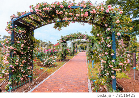 薔薇アーチ 78116425