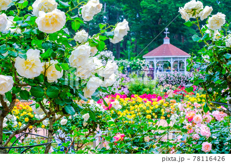 バラ園とガゼボ 78116426